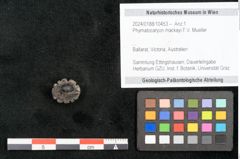 Foto (Objekt + Etikett) von Phymatocaryon mackayi F.V. Mueller (NHMW-GEO-2024-0188-10453)